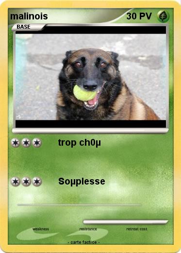 Pokemon malinois
