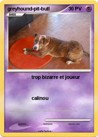 Pokemon greyhound-pit-bull