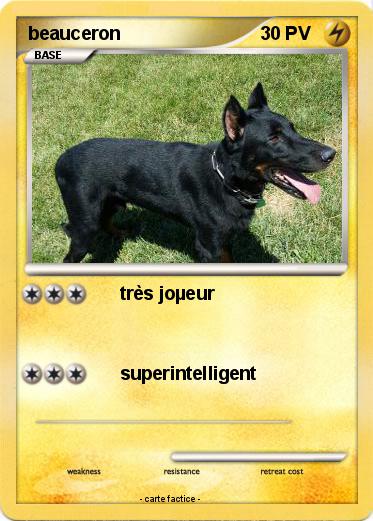 Pokemon beauceron