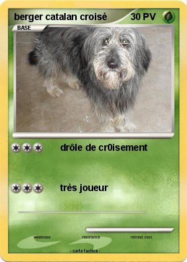 Pokemon berger catalan croisé