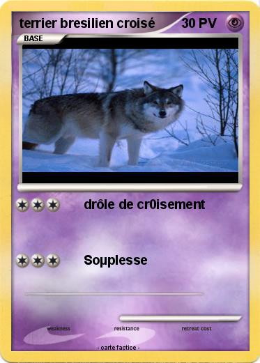 Pokemon terrier bresilien croisé