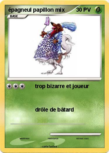 Pokemon épagneul papillon mix