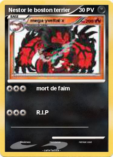 Pokemon Nestor le boston terrier