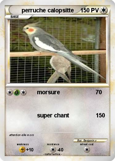 Pokemon perruche calopsitte