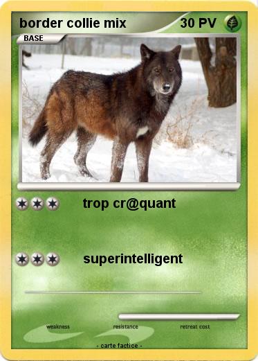 Pokemon border collie mix