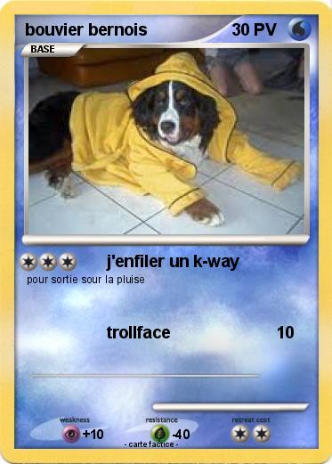 Pokemon bouvier bernois