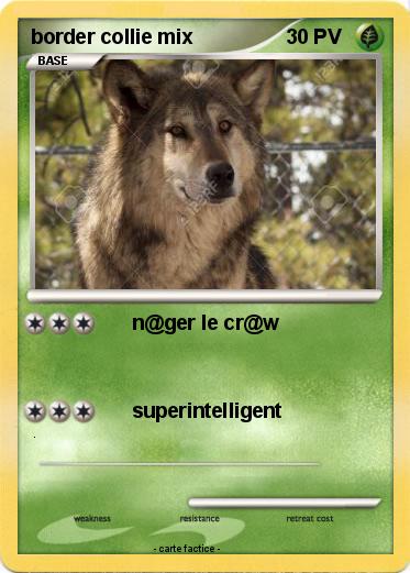 Pokemon border collie mix