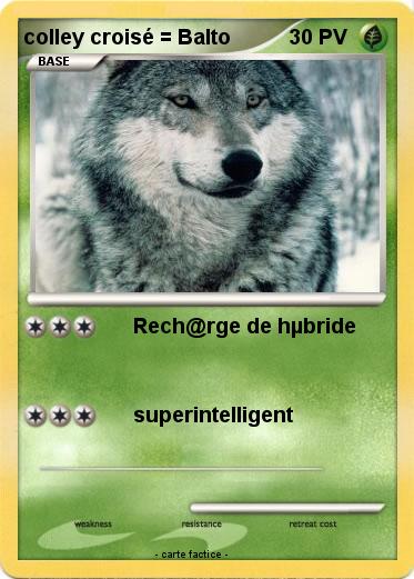Pokemon colley croisé = Balto