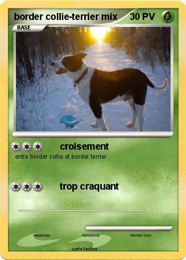 Pokemon border collie-terrier mix