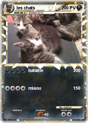 Pokemon les chats