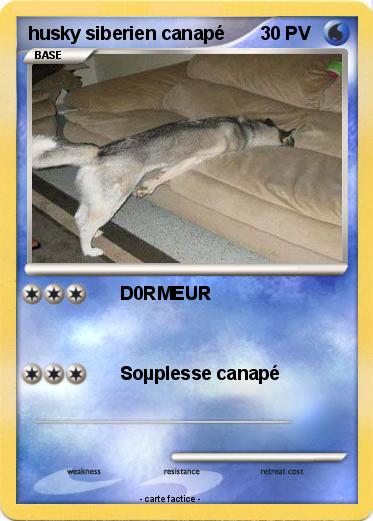 Pokemon husky siberien canapé