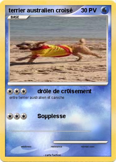 Pokemon terrier australien croisé
