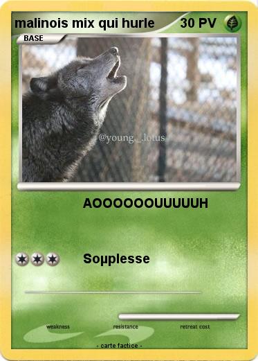 Pokemon malinois mix qui hurle