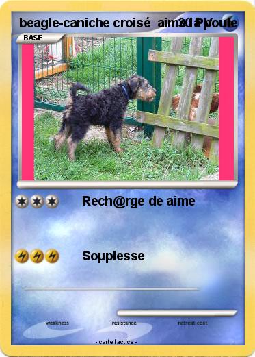 Pokemon beagle-caniche croisé  aime la poule