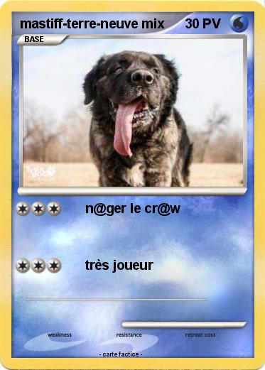 Pokemon mastiff-terre-neuve mix