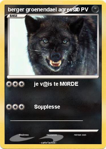Pokemon berger groenendael agressif