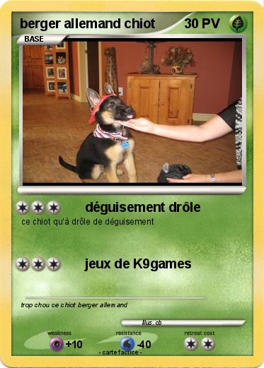 Pokemon berger allemand chiot