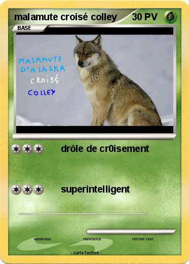Pokemon malamute croisé colley