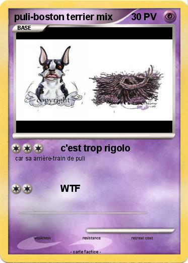 Pokemon puli-boston terrier mix
