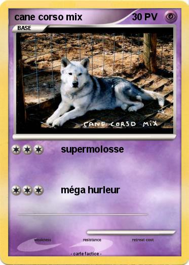Pokemon cane corso mix