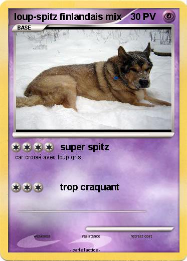 Pokemon loup-spitz finlandais mix