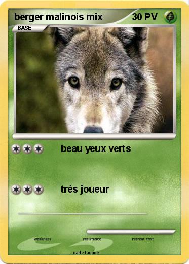 Pokemon berger malinois mix