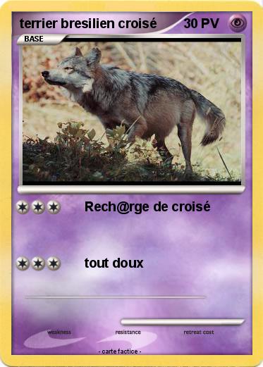 Pokemon terrier bresilien croisé