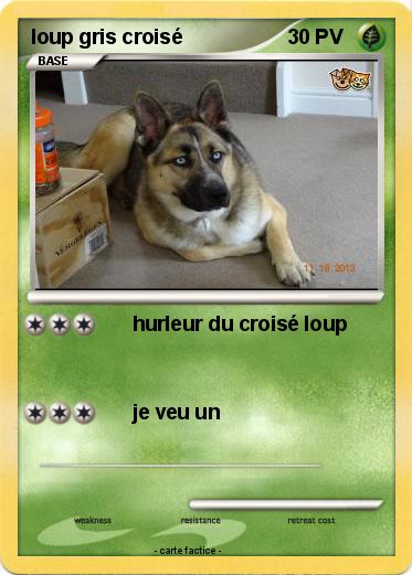 Pokemon loup gris croisé