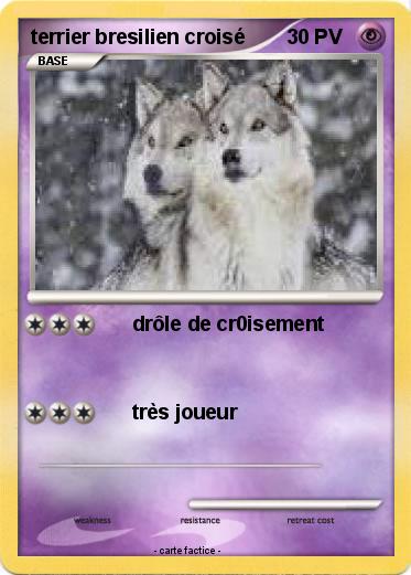 Pokemon terrier bresilien croisé