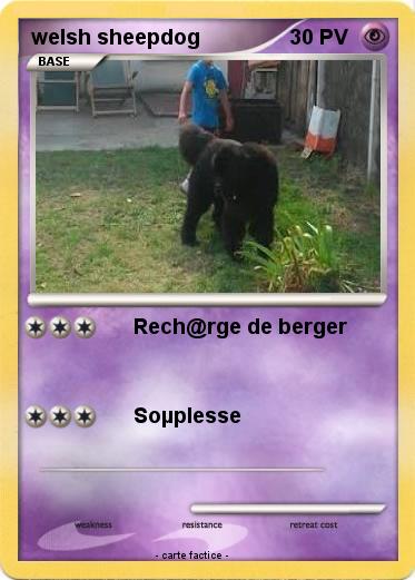Pokemon welsh sheepdog