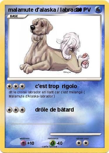 Pokemon malamute d'alaska / labrador
