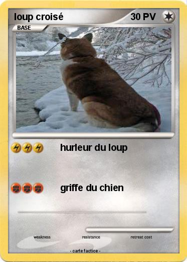 Pokemon loup croisé