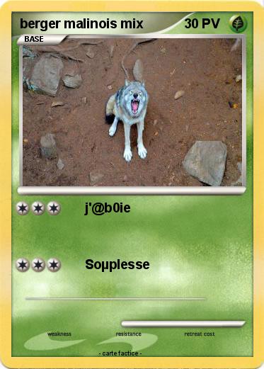Pokemon berger malinois mix