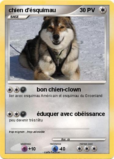 Pokemon chien d'ésquimau