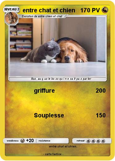 Pokemon entre chat et chien