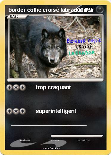 Pokemon border collie croisé labrador noir