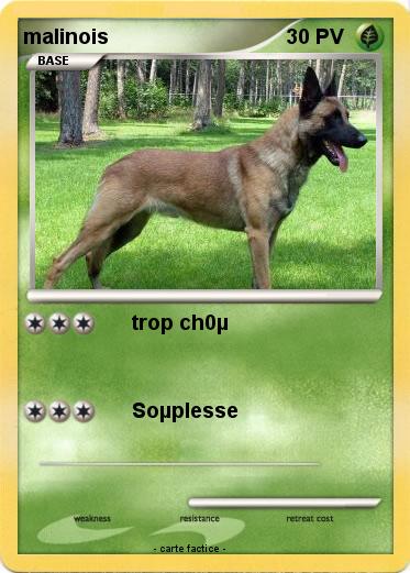 Pokemon malinois