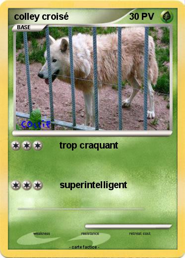 Pokemon colley croisé