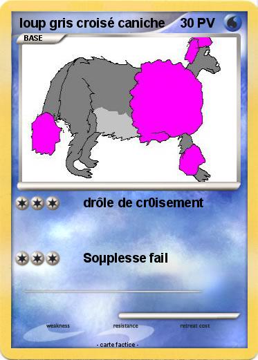 Pokemon loup gris croisé caniche