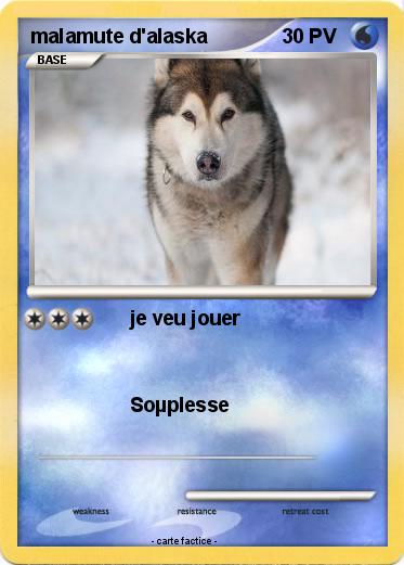 Pokemon malamute d'alaska