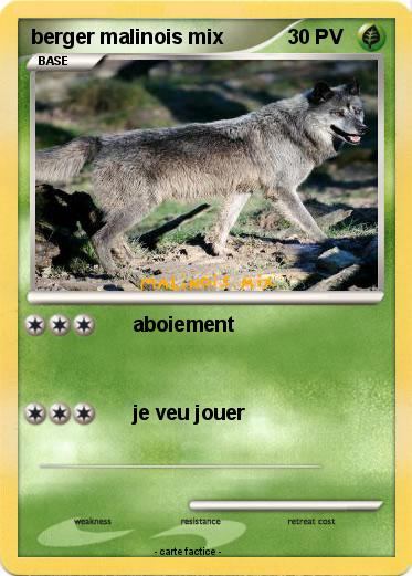 Pokemon berger malinois mix