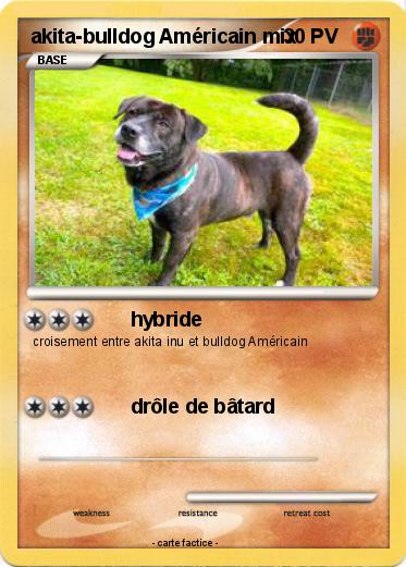 Pokemon akita-bulldog Américain mix