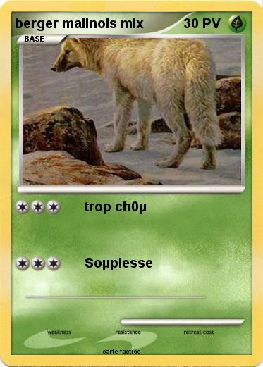 Pokemon berger malinois mix