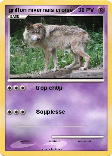 Pokemon griffon nivernais croisé