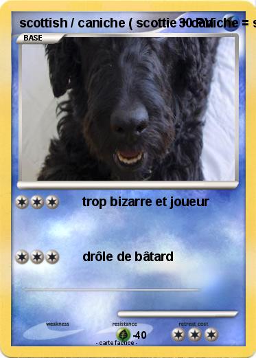 Pokemon scottish / caniche ( scottie + caniche = scottoodle )
