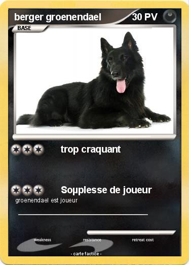 Pokemon berger groenendael