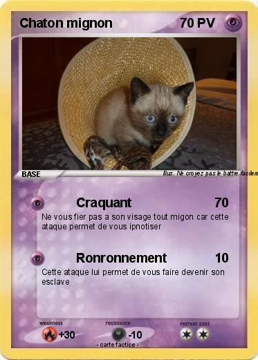 Pokemon Chaton mignon
