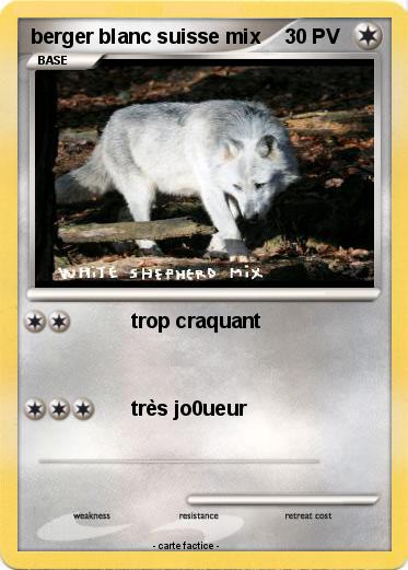 Pokemon berger blanc suisse mix