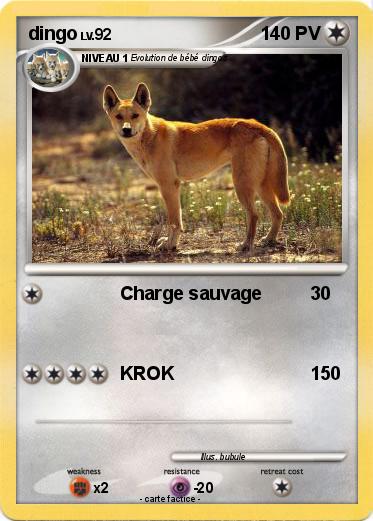 Pokemon dingo