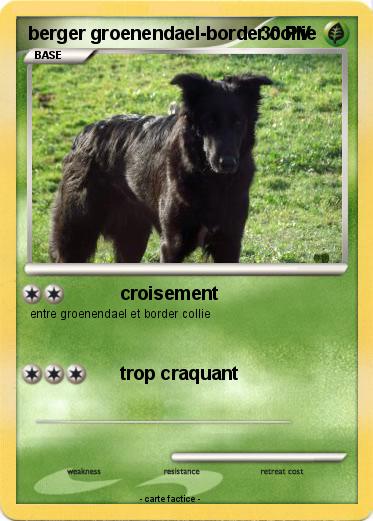 Pokemon berger groenendael-border collie